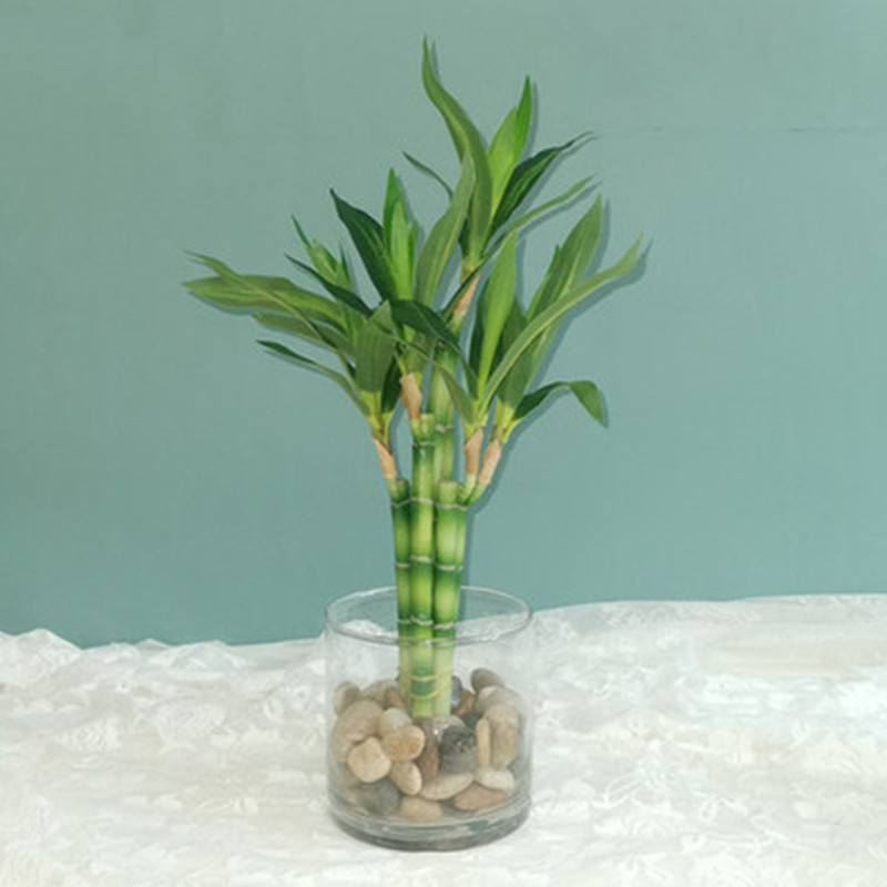 Aquarium Fish Farm - Yeni 40 cm rFtificial Şanslı Bambu