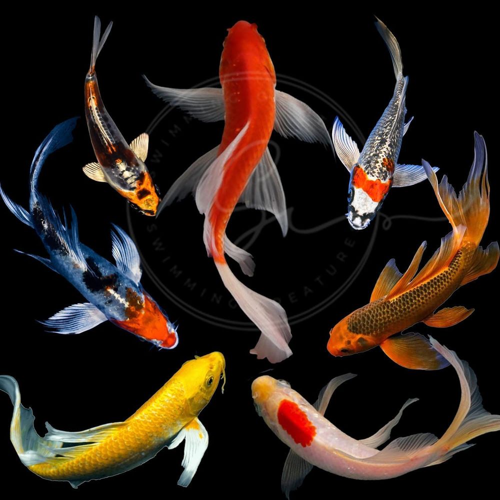 Aquarium Fish Pond - Çeşitli Renklerde Canlı Koi Balıkları (3-4)