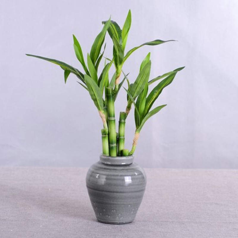 Yeni 40 cm rFtificial Şanslı B - Aquarium Fish Farm incelemesi ve fiyatı