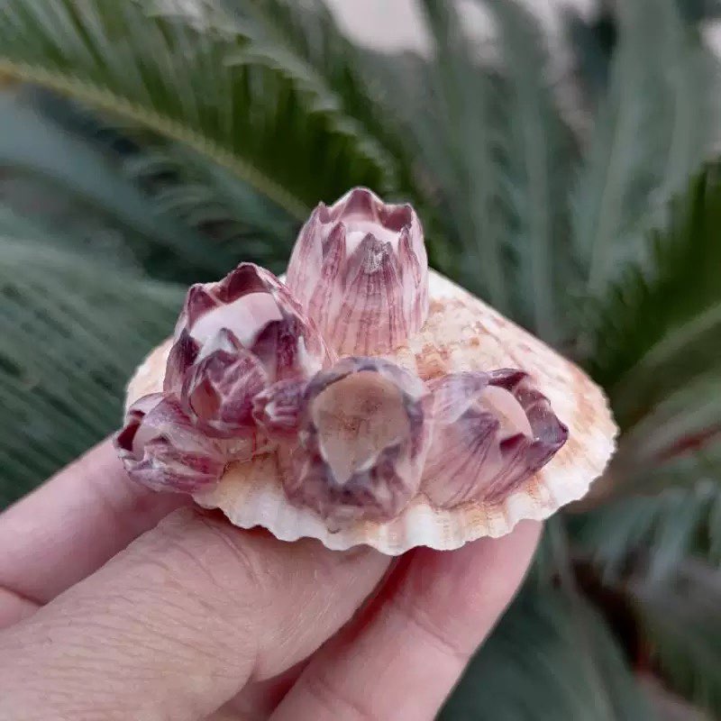 Doğal Deniz Kabuğu Mor Barnacl - Aquarium Fish Parasites incelemesi ve fiyatı